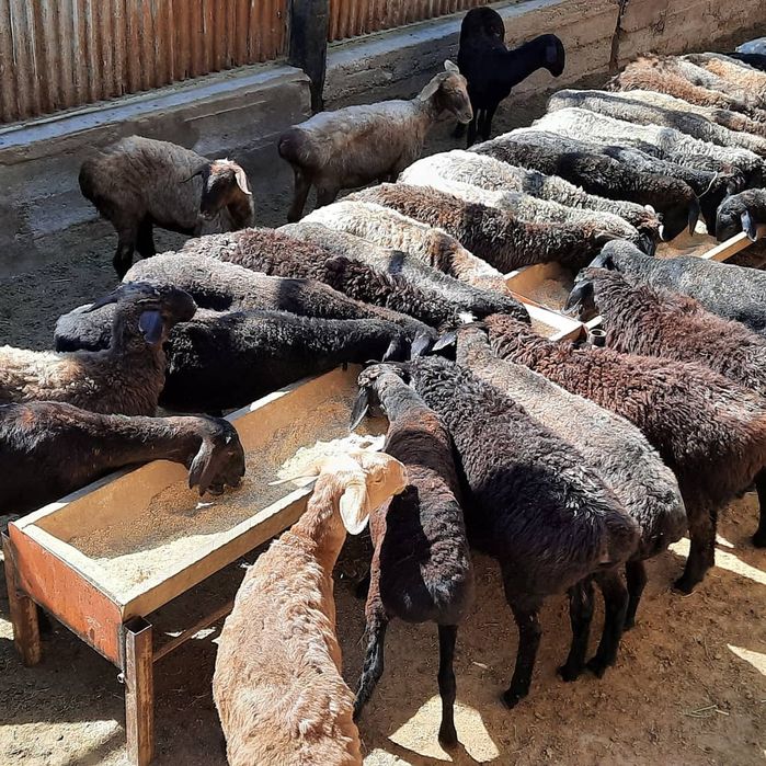 Семиз кой токты тусак кошкар