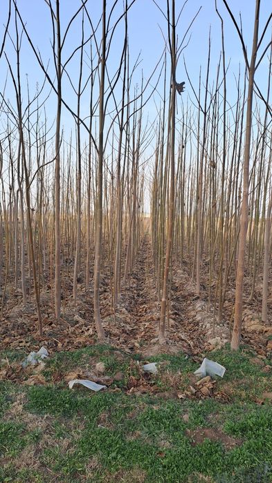 Павлония кучатлари