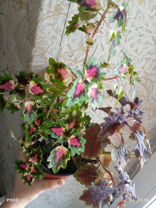 Продам цветок колеус