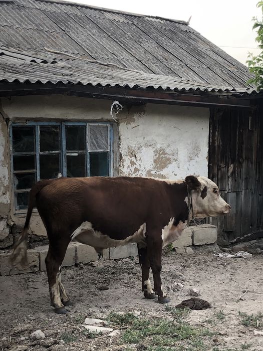 Продам стельную корову 2 быков