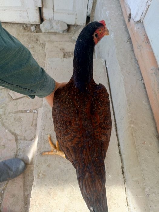 kulangi xoroz mokiyonlar