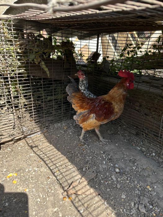 Продам пару бендамок