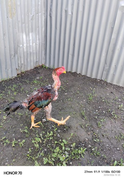 Дакан на продажу