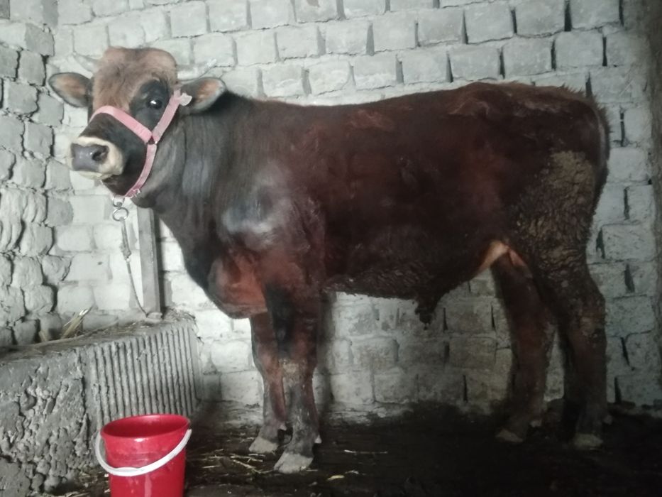 kafolat berilmaydi isiq jonu odamga garyanta yu