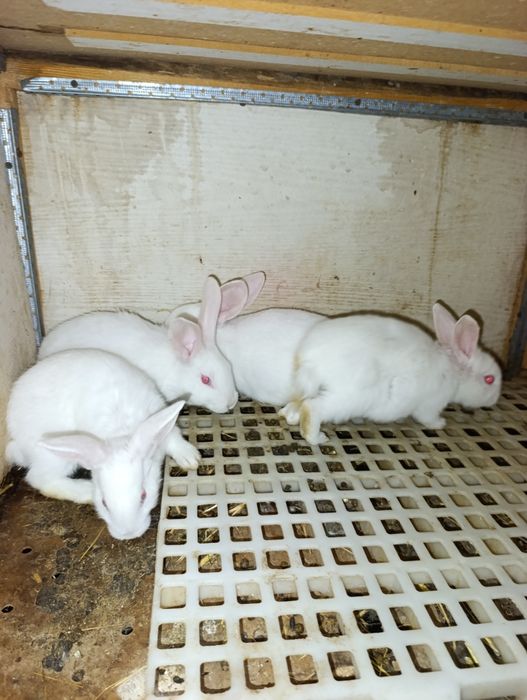 Hikol bolalari 54 kunli boliwti nasb