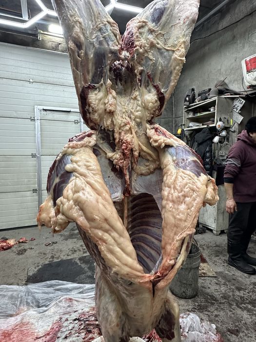 Байтал тай құнан откорм