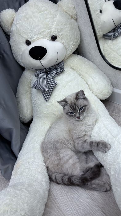 Нашли кота ищем хозяев