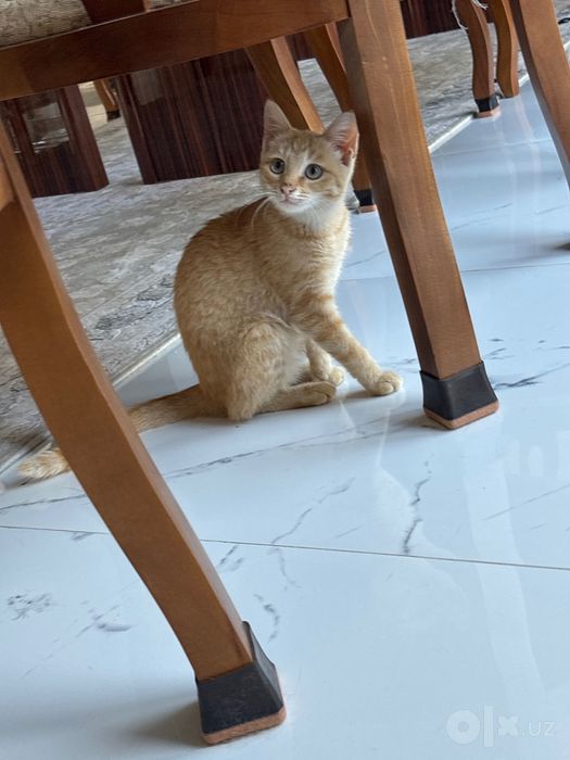 Котенок, бесплатно