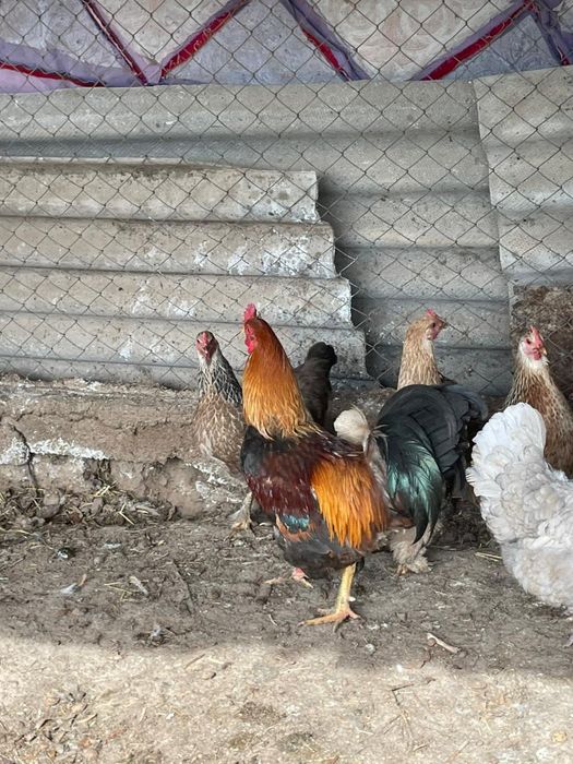 Мықты құраздар осы фото екеуі сатылады