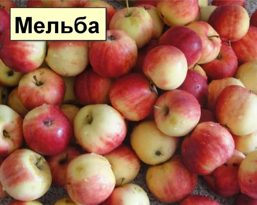 Саженцы яблони сорт Мельба