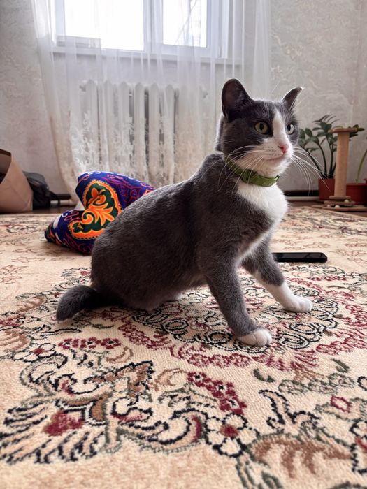 Отдам кошек крысоловки