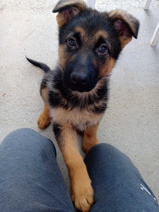 Немски овчарки бебета – 2 месеца, ваксинирани