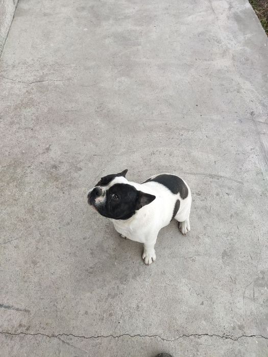 Щенок Французский бульдог