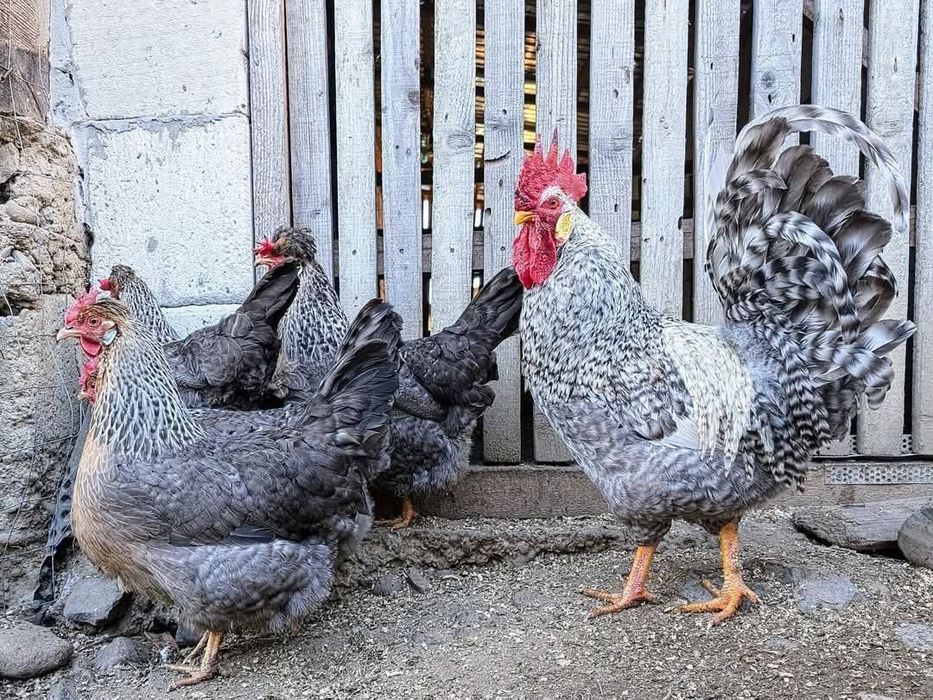 Ouă de incubat rasa Bielefelder / Cream Legbar / Araucana