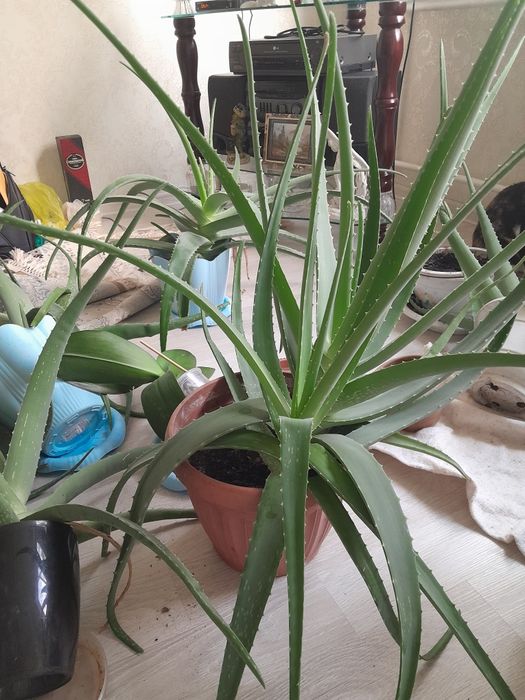 Алоэ лечебный мясистый