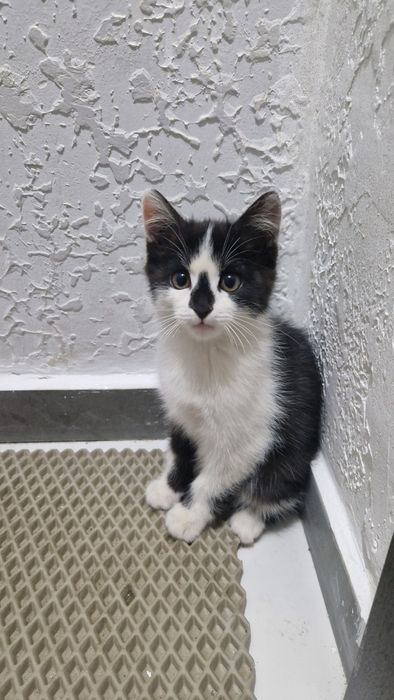 Отдам котенка бесплатно