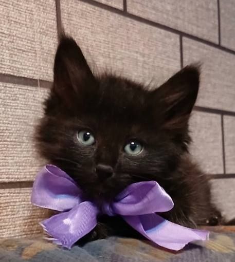 Отдам котенка мальчика