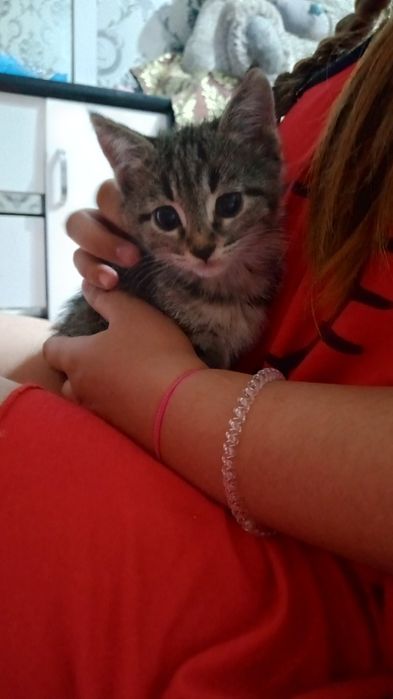 Отдам домашних котят