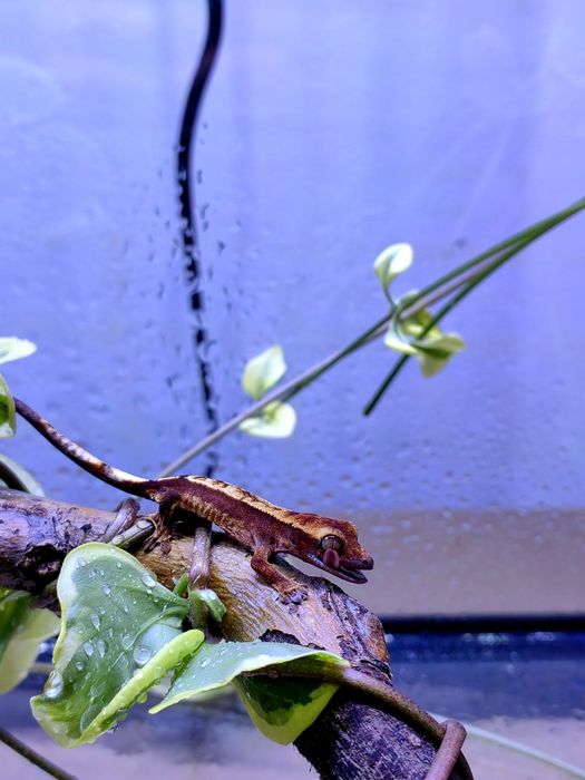 Gecko/Cameleon/Agama