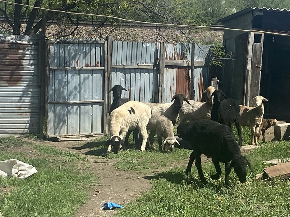 қошқар и қозылы қой