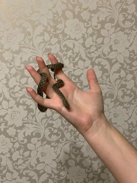 Разные виды змей