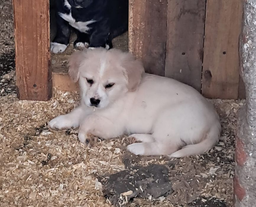 Donăm cățeluși jucăuși unor familii iubitoare