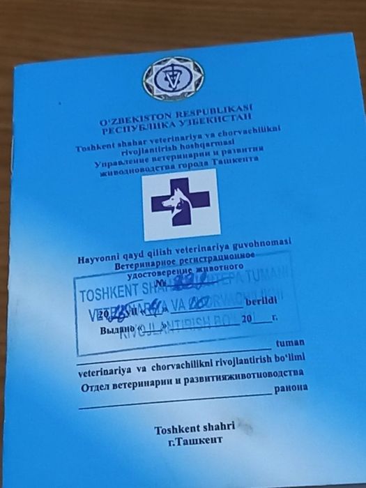 Skotish fold toza qon emlangan paspirtiyam bor juda aqlli l