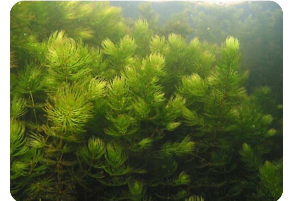 Ceratophyllum demersum plante acvariu
