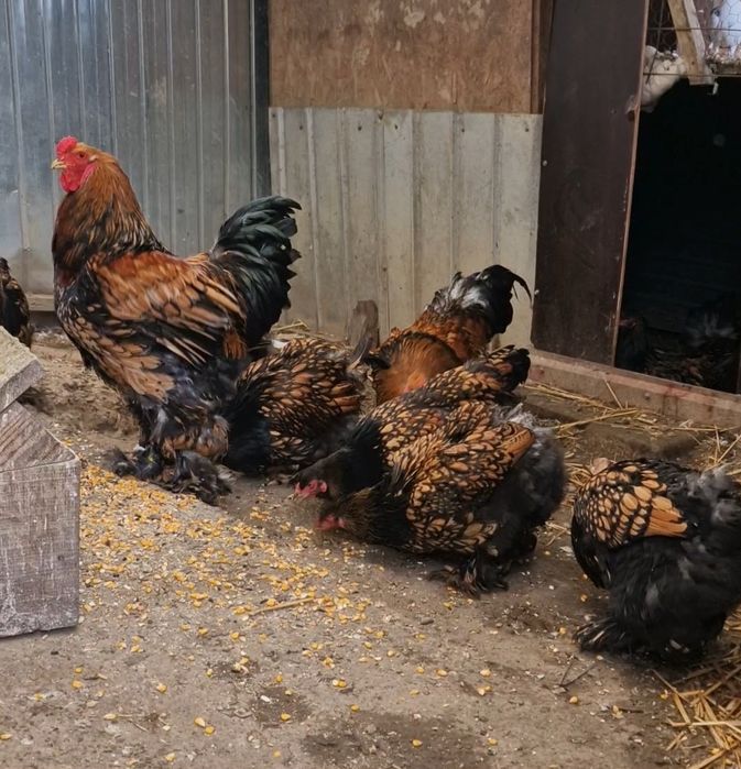 Păsări de rasă brahma portelan și gold (rosu-negru)