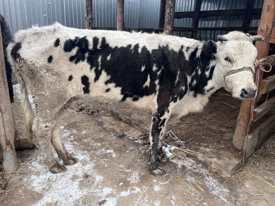 Уш туган сиыр кысыр