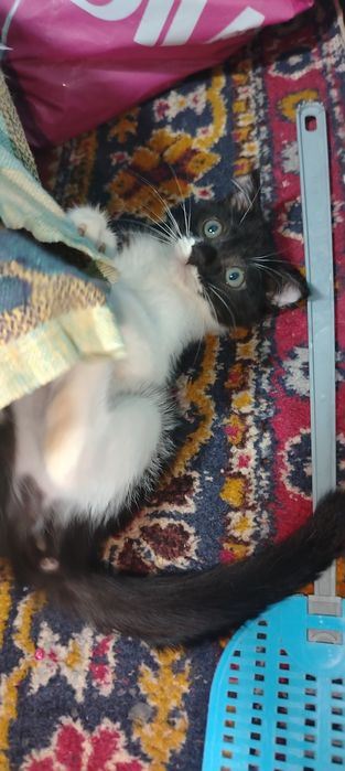 Продаётся котёнок девочка