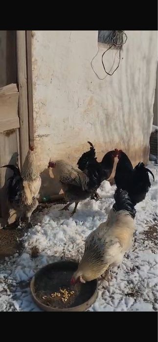 Қораздар бар пародасы жаксы !