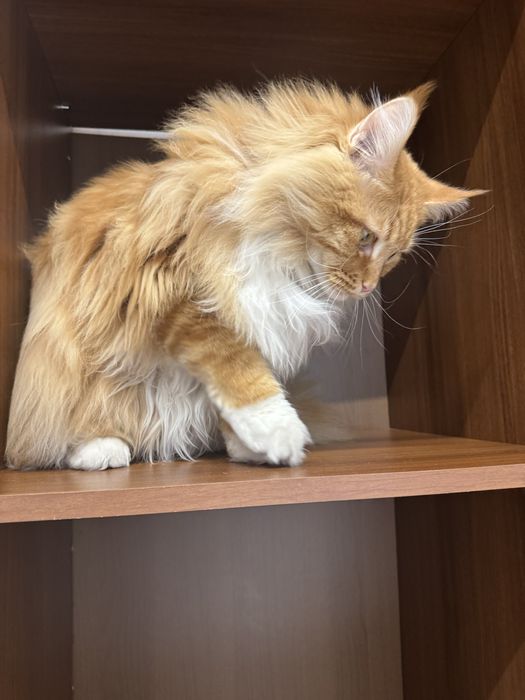 Отдам кота  в добрые руки