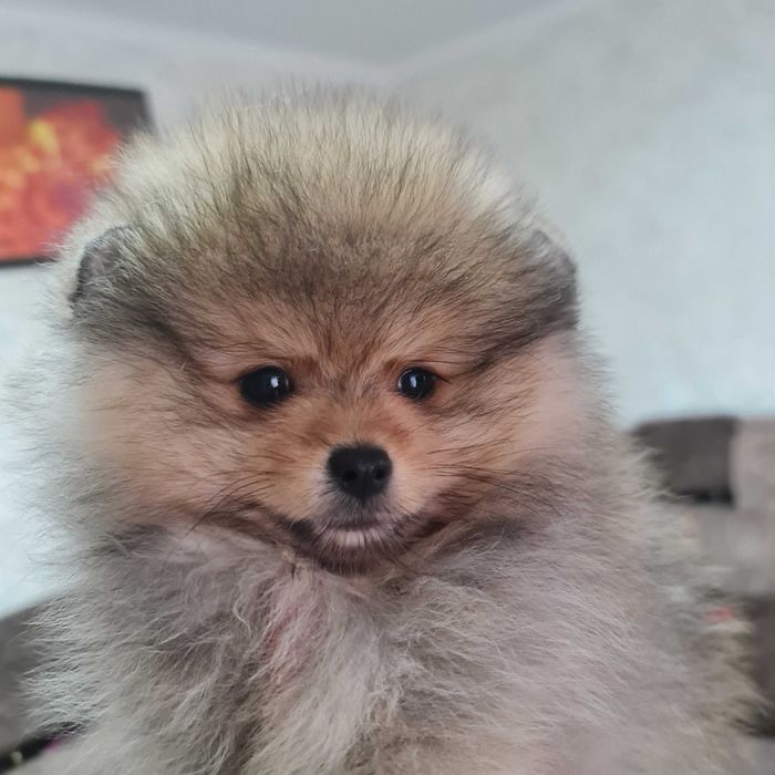 Померанский миник шпиц