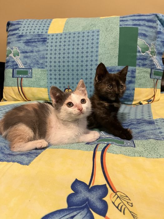 Pisoi spre adoptie ,pisica ,pisicute