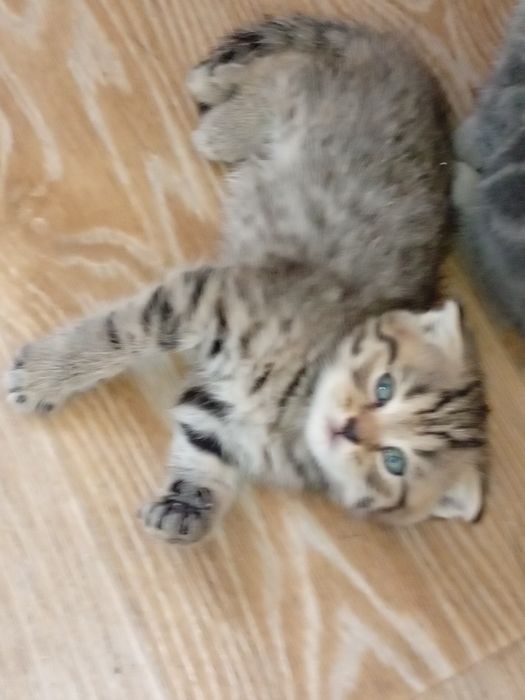 Продам вислоухих котят