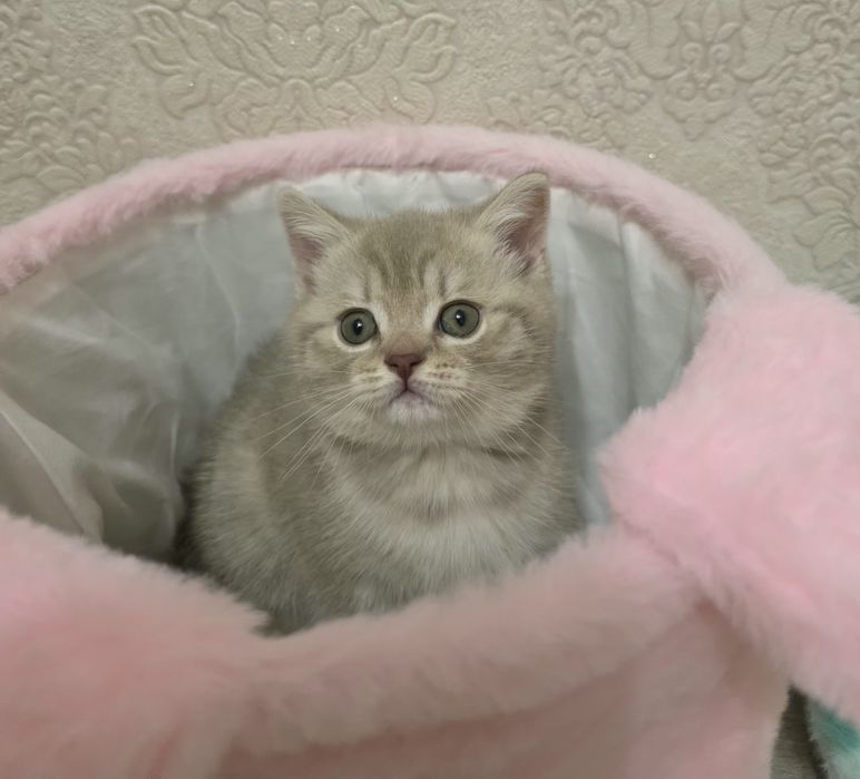 Продается скотиш страйт