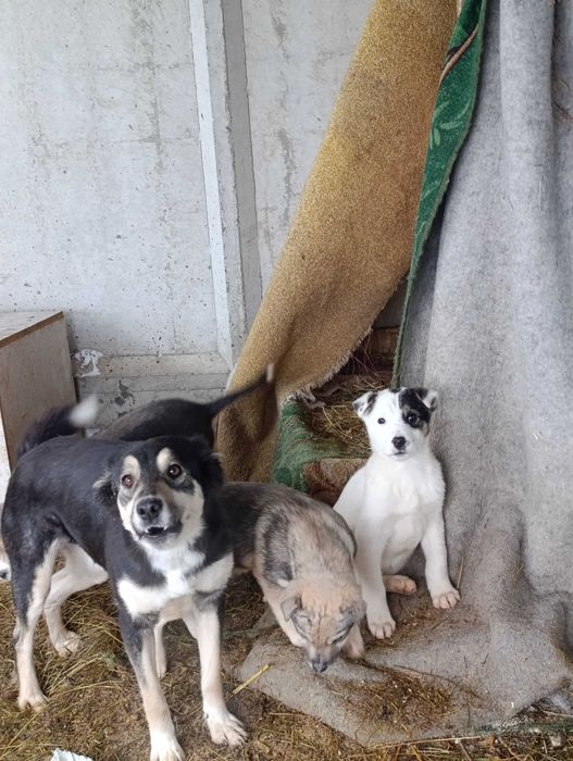 Отдам щенков. Будут средними