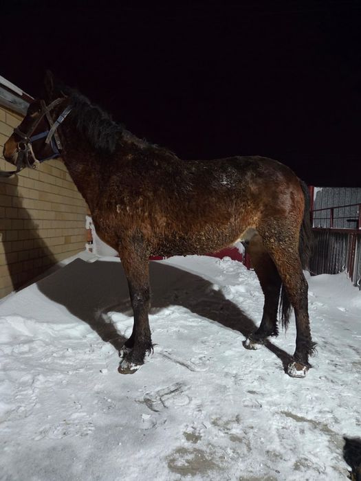 Продается кунан (жеребчик)