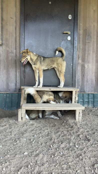 Подрощенные помесные щенки