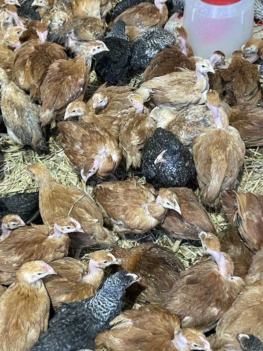 Pui rasa mixta porumbac Kabir