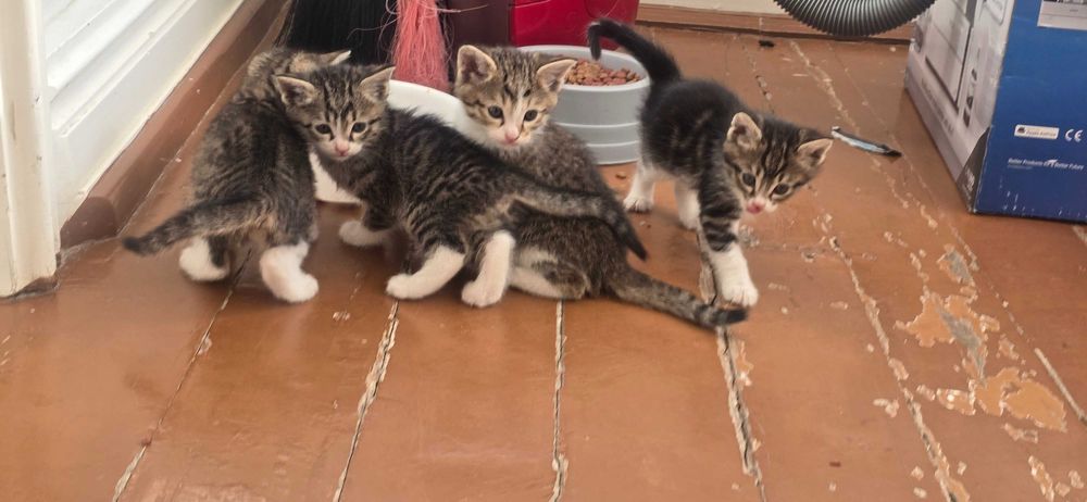 Mushukchalar hadya qilinadi bepul onasi va 4 ta bolachalari