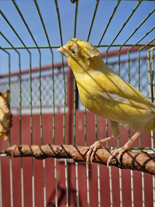 Продаётся кенар и канарейка пара