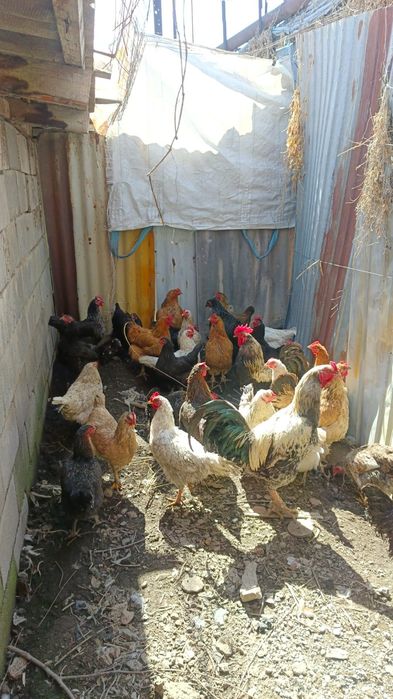 Куры домашние куры