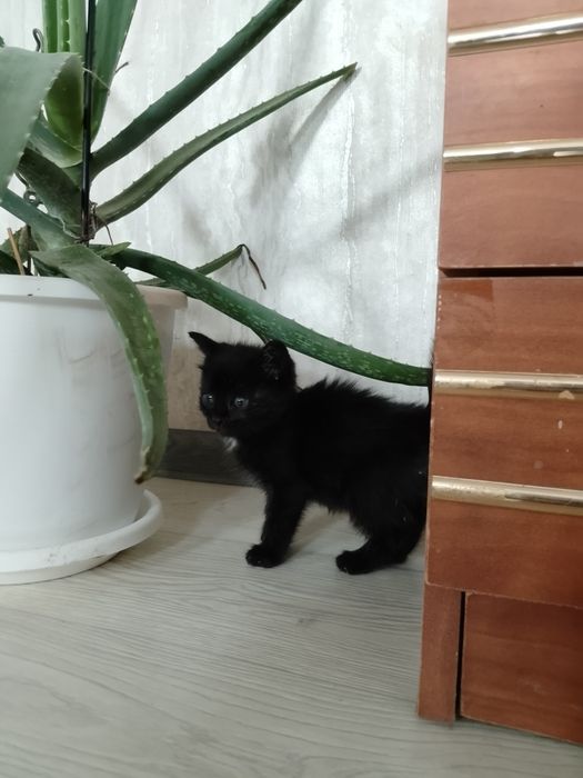 Отдам котенка в добрые руки