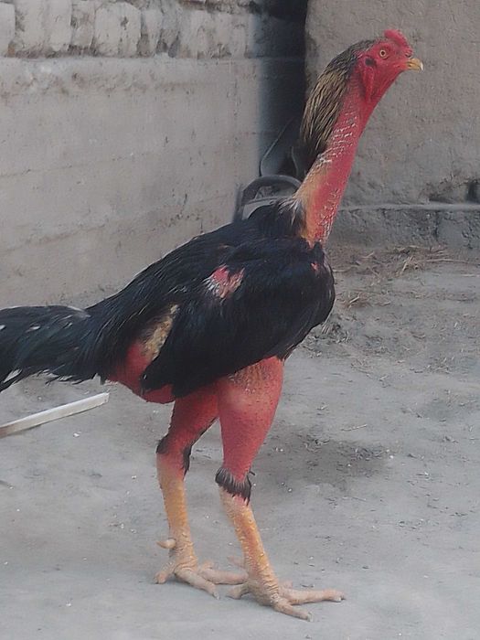 Дакан хуроз уйинга тайер