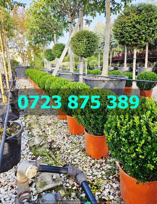 Arbori de Grădină Selecționați – Verificare Vizuală prin Video Real