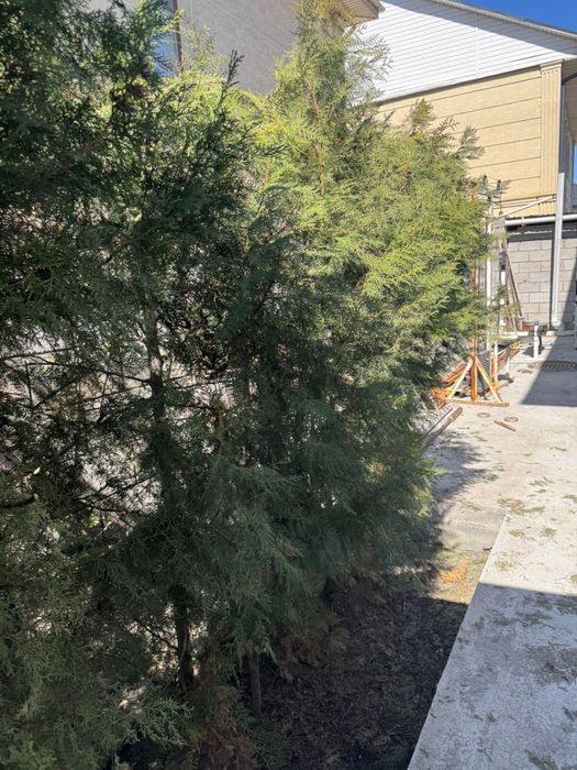 Продам Туя 30 шт