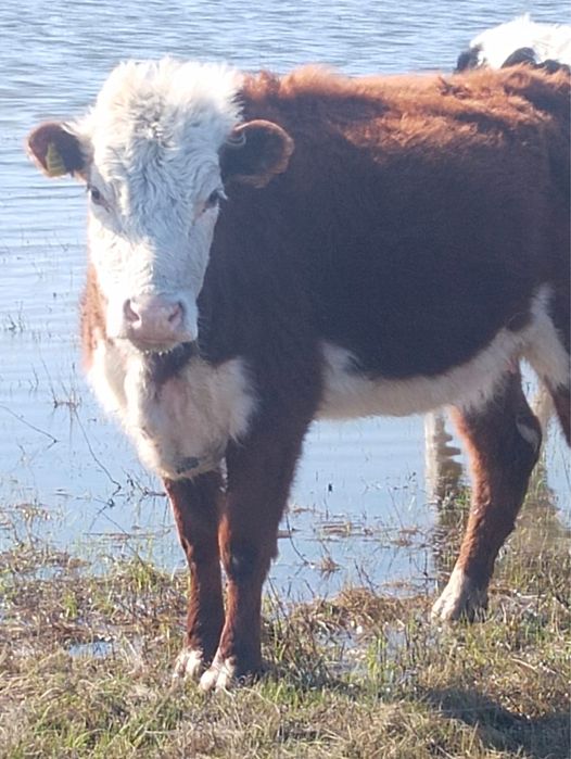 Продам бычков больших