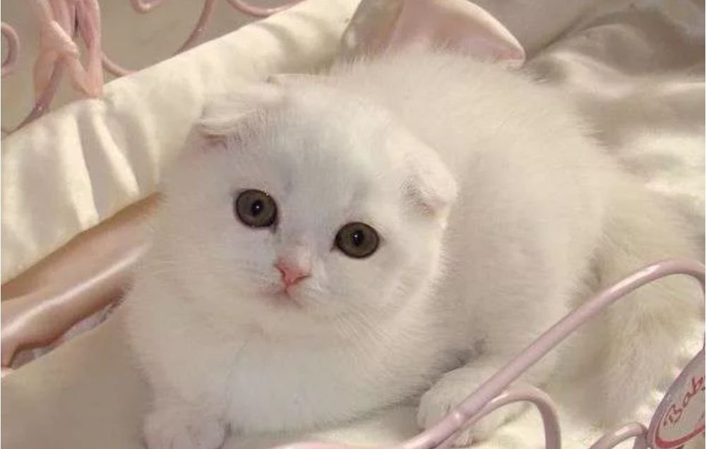 В  продаже Шотландцы